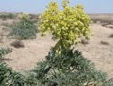 رویشگاه آنغوزه گیاه دارویی و صادراتی در سیریز زرند رو به نابودی /برخورد با برداشت کنندگان غیرمجاز آنغوزه